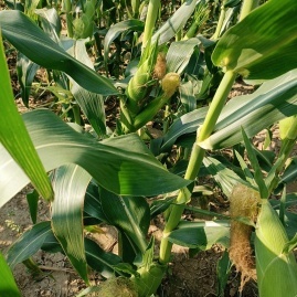 漢川玉米甜瓜產(chǎn)地直通，專業(yè)代辦王超進(jìn)助力初級農(nóng)產(chǎn)品高效收購