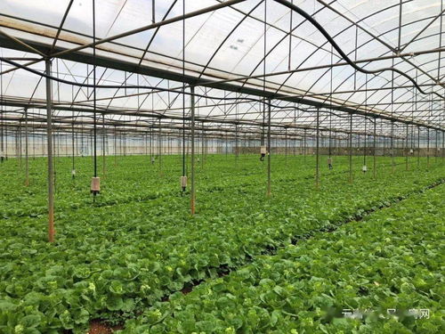 云南省出臺(tái)兩項(xiàng)管理辦法，強(qiáng)化初級(jí)農(nóng)產(chǎn)品收購(gòu)質(zhì)量安全監(jiān)管